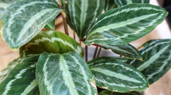 stock image Calathea veitchiana or kulon progo plant. This ornamental plant is endemic to Ecuador. Its natural habitats are subtropical or tropical moist lowland forests and subtropical or tropical moist montane