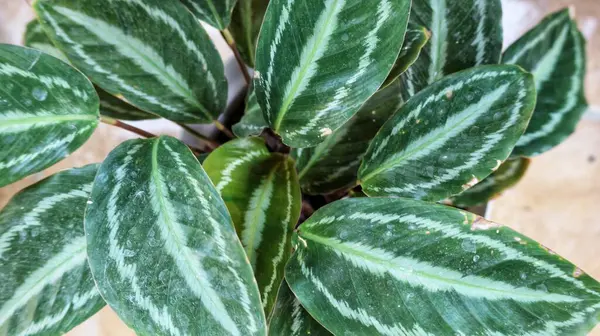 stock image Calathea veitchiana or kulon progo plant. This ornamental plant is endemic to Ecuador. Its natural habitats are subtropical or tropical moist lowland forests and subtropical or tropical moist montane