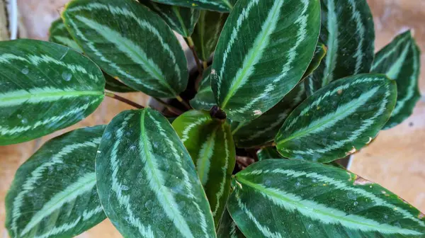 stock image Calathea veitchiana or kulon progo plant. This ornamental plant is endemic to Ecuador. Its natural habitats are subtropical or tropical moist lowland forests and subtropical or tropical moist montane