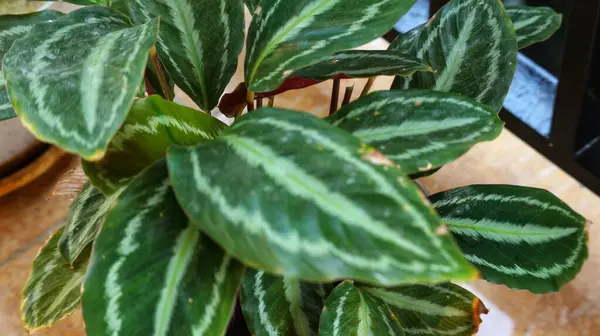Calathea veitchiana veya kulon progo bitkisi. Bu süs bitkisi Ekvador 'a özgü. Doğal habitatları subtropikal veya tropikal nemli ova ormanları ve subtropikal veya tropikal nemli montandır.