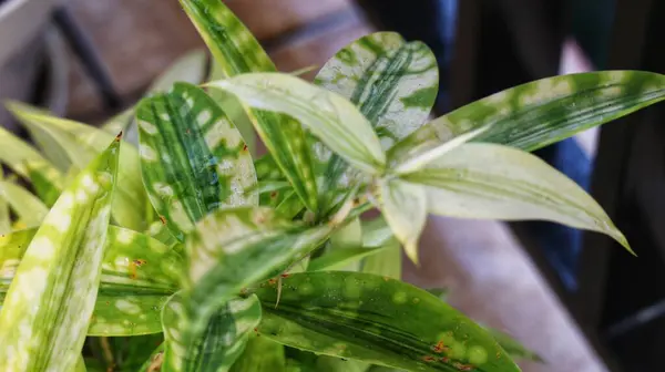 stock image Japanese bamboo, also known as Dracaena Surculosa, is an ornamental plant that belongs to the Asparagaceae family. It has leaves that are green and shiny in the shade and not exposed to direct sunligh