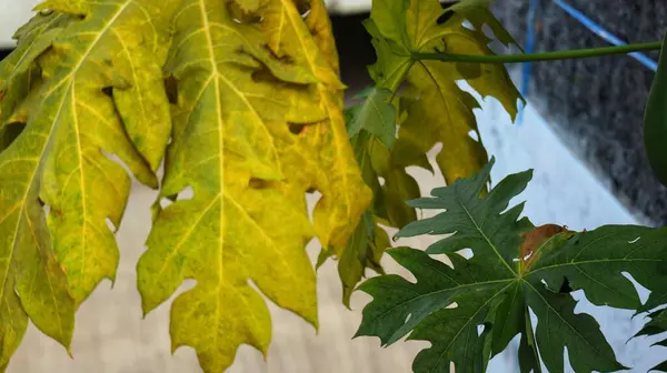 Papaya yaprakları oldukça yemyeşil renkli. Papaya yapraklarının faydaları, deri döküntüleri, kas ağrıları gibi çeşitli iltihaplanma durumlarını tedavi edebilen anti-iltihaplı bir etkiye sahiptir.