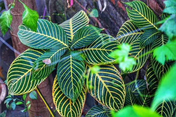 stock image Sanchezia Nobilis. Sanchezia is a genus of tropical flowering plants originating from Peru and Ecuador belonging to the Acanthaceae family. This plant can be propagated by cutting.