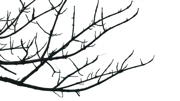 Kuru bir ağaç dalının fotoğrafı, tek bir yaprağı bile yok. İzole arkaplan, mavi gökyüzü.