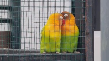 Kur yapan ve öpüşen iki muhabbet kuşu. Muhabbet kuşları, Agapornis cinsindeki dokuz kuş türünden biridir. Onlar küçük kuşlar. En popüler papağan türü..
