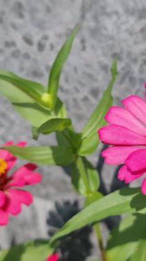 Bu çeşitli bonsai türlerinin fotoğrafı. Bonsai, doğadaki büyük, yaşlı bir ağacın minyatürünü yapmak amacıyla sığ bir saksıda cüce gibi görünen bir bitki ya da ağaçtır..