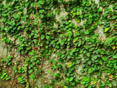 Bir kafede, sarmaşıklarla kaplı beton bir duvar. Endüstriyel doğa tarzına sahip ilginç dış tasarımlardan biri olarak.