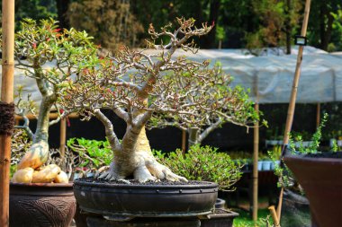 Büyüleyici bir Adenium bonsai güneşli bir bahçe ortamında gelişir, karmaşık dalları ve hassas yeni gelişimi barışçıl ve doğal bir ortam yaratır..