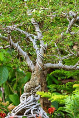 Büyüleyici bir bonsai ağacı karmaşık dokuma dallarını, yemyeşil yapraklarını ve açıkta kalan köklerini sergiliyor. Huzurlu bahçe düzeni doğal güzelliğini arttırır..