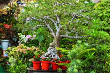 Büyüleyici bir bonsai ağacı. Dalları, canlı çiçekler ve yemyeşil yapraklar arasında gökyüzüne doğru yükseliyor. Huzurlu ve huzurlu bir manzara..