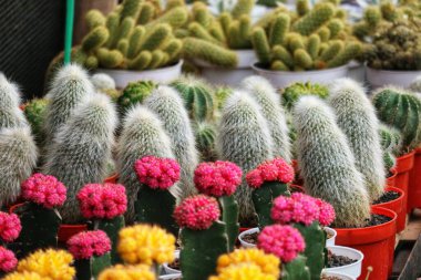 Büyüleyici bir kaktüs gösterisi! Yumuşak, gümüşi dikenler parlak pembe ve sarı çiçeklerle çok güzel tezat oluşturuyor, neşeli ve canlı bir sahne yaratıyor..