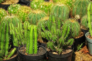 Büyüleyici bir dizi kaktüs güneş ışığında güneşleniyor, dikenli dokuları ve canlı yeşillikleri canlı, doğal bir manzara yaratıyor..