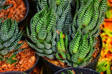 Haworthia Fasciata 'nın sulu yeşil yapraklarını beyazla kaplayarak büyüleyici ve büyüleyici bir manzara yaratıyor. Bitkiler küçük saksılarda büyür, canlı ve sağlıklı bir güzellik yayarlar..