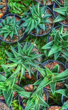 A captivating collection of Haworthia succulents bursts with vibrant green hues.  Their star-like forms create a lush, textured scene, radiating life and tranquility. clipart