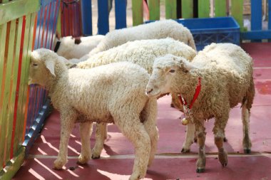 Sevimli kuzular canlı bir çitin arasından bakıyor, tüylü yünleri güneş ışığını yakalıyor. Huzurlu, büyüleyici bir an yakaladık..