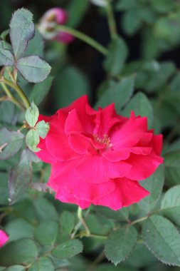 Tek bir canlı kırmızı gül ortaya çıkar, yaprakları büyüleyici bir şekilde açılır. Bereketli yeşil yapraklar çevresini sarar, dingin ve romantik bir atmosfer yaratır..