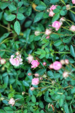 Minik pembe güller canlı yeşil yaprakların arasından süzülüp huzurlu ve büyüleyici bir doğal manzara yaratıyor. Yumuşak ışık narin güzelliği arttırır..