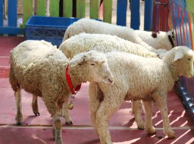 Üç sevimli koyun, birinin kırmızı çanı var, parlak renkli bir çiftlik evinde gülüyorlar. Kabarık tüylü kürkleri ve neşeli enerjileri büyüleyici ve iç açıcı bir sahne yaratıyor..