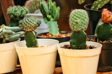 Minyatür kaktüsler ve sulu bitkiler krem rengi tencerelerinde gelişerek sakin ve büyüleyici bir çöl manzarası yaratıyorlar. Canlı yeşiller ve eşsiz dokular harika bir görsel deneyim sunuyor..