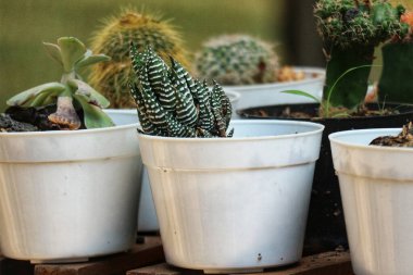 Basit beyaz tencerelerde büyüleyici bir lezzet dizisi. Haworthia zayiatı göze çarpıyor, sükunet sahnesine biraz zarafet katıyor..