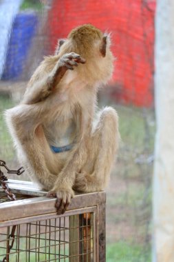Düşünceli bir makak, metal bir kafesin tepesine tünemiş, yumuşak kürkü yayılmış ışıkta nazikçe parlıyor. Sessiz, düşünceli bir ruh hali sahneyi doldurur..