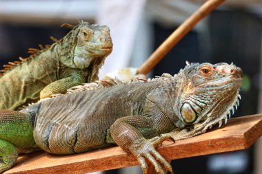 Güneşin altında güneşlenen iki iguananın dokulu derileri ışıldıyor. Doğal ışıkla çekilen huzurlu bir sahne..