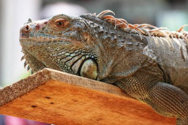 Büyük bir iguana, güneşin ısıttığı ahşap bir kalasın üzerinde huzur içinde uzanır ve dokusu ışıkta parlar. Sakin, yakın çekim bir doğa sahnesi..
