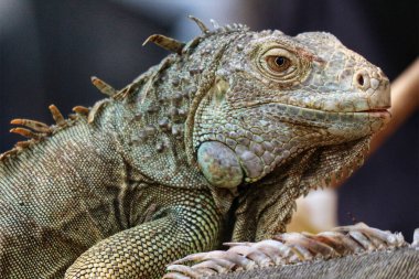 Yakın plan çekimde yeşil bir iguananın karmaşık pulları, büyüleyici bakışları ve sakin tavırları neredeyse mistik bir atmosfer yaratıyor..