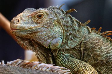 Büyüleyici bir yakın çekim iguananın karmaşık pullarını ve dingin bakışlarını ortaya çıkarır. Dokulu deri ve ince renk değişimleri sessiz bir güç ve doğal güzellik hissi yaratıyor..