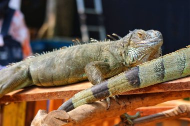 Two iguanas bask lazily on weathered wood, their scales gleaming in the sunlight. A tranquil, natural scene. clipart