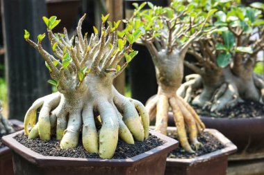 Güneşli Adenium bonsai eşsiz, heykel köklerini ve canlı yeşil yapraklarını sergiliyor. Huzurlu ve büyüleyici bir manzara yaratıyor..