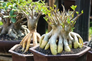Terracotta saksılarındaki üç adenyum bonsai ağacı dikkat çeker. Eşsiz kök yapıları ve canlı yeşil yaprakları sakin ve sanatsal bir sahne yaratıyor..