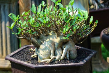 Büyüleyici bir Adenium bonsai güneşli bahçede, canlı yeşil yapraklar ve eşsiz oyulmuş kökler sergiliyor. Huzurlu güzelliği huzurlu bir atmosferi çağrıştırıyor..