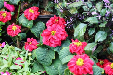 Yeşiller yemyeşil beşikler canlı kırmızı noktacıklar, taç yaprakları renklerle dolup taşıyor. Mor bir dokunuş derinlik katar, neşeli ve neşeli bir sahne yaratır..