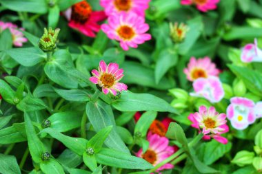 Canlı bir bahçe sahnesinde bol miktarda pembe ve kırmızı zinya ortaya çıktı. Parlak renkleri ve yemyeşil yaprakları neşeli, yaz havası yaratır..