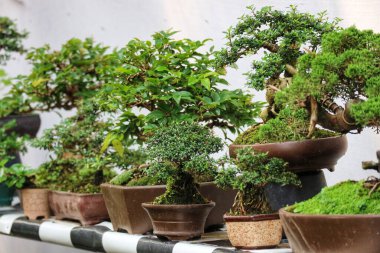 Büyüleyici bir sıra titizlikle hazırlanmış bonsai ağaçları çeşitli boyutlarda ve topraksı saksılarda. Yeşillik ve dingin atmosfer huzurlu bir manzara yaratır..