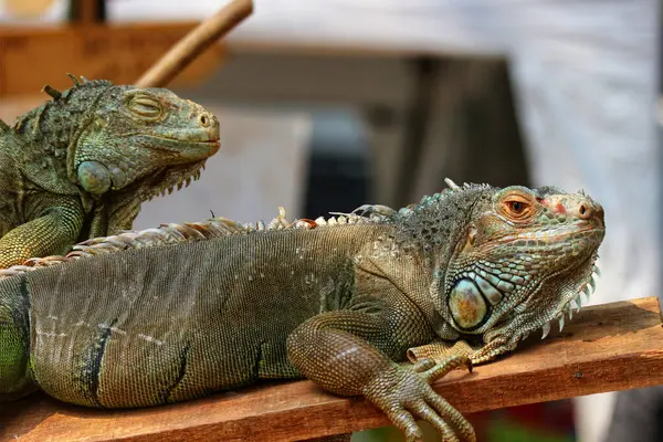 Bir çift iguana yıpranmış ahşap üzerinde huzur içinde dinleniyor. Arkadaşı uyuklarken, büyük kertenkele tetikte bekliyor. Sakin, doğal bir sahne..