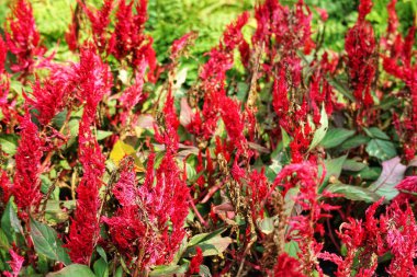 Güneşten sırılsıklam olmuş selosya çiçekleri fışkırıyor tüylü tüyleri çarpıcı, canlı bir yaz manzarası yaratıyor. Doğal güzelliğin büyüleyici bir gösterisi.!