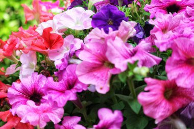 Büyüleyici bir renk patlaması! Pembe, mor ve kırmızı petunyalar canlı, romantik bir sahne yaratır. Çerçeveyi narin yapraklar ve gür yapraklar doldurur.