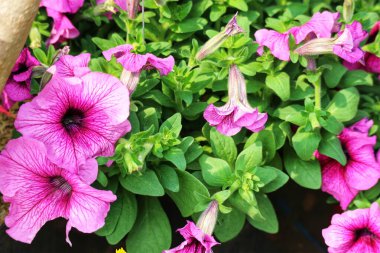 Lush pink petunias burst with vibrant color, their delicate petals unfurling in a sunlit garden.  A captivating display of natural beauty. clipart