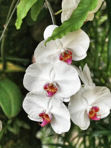 Narin beyaz orkideler, canlı merkezleri bir renk patlaması, yemyeşil yaprakların arasında huzur içinde asılı. Barışçıl, botanik bir sahne.
