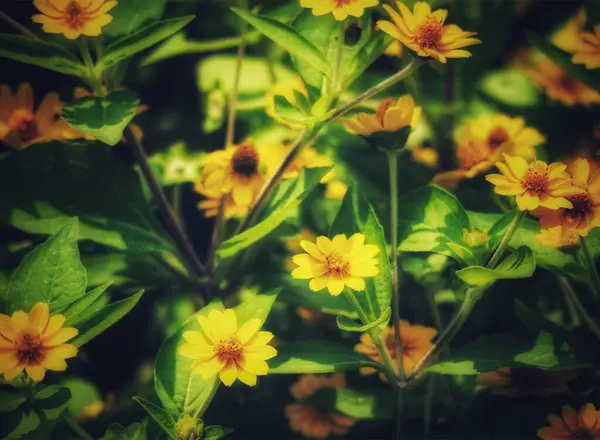 Altın sarısı kır çiçekleri güneş ışığında güneşlenir. Narin taç yaprakları sıcak ve kırsal bir hava yaratır. Doğal güzelliğin büyüleyici bir gösterisi..
