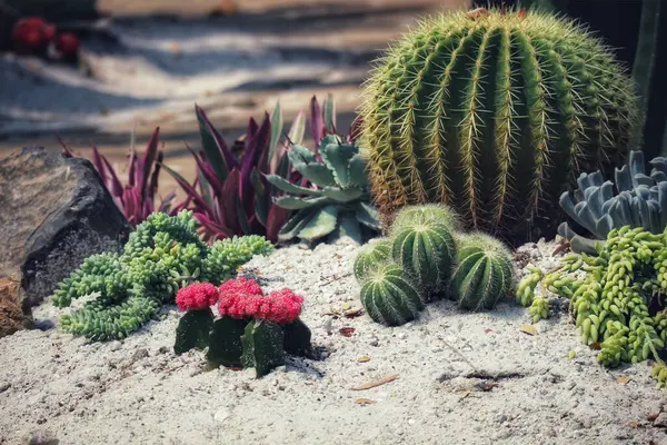 Büyüleyici bir çöl manzarası ortaya çıkar, çeşitli kaktüsler ve güneş ışığıyla yıkanmış lezzetli kaktüsler sergilenir. Canlı pembe çiçekler bu sakin, kumlu manzaraya beklenmedik bir renk katar..