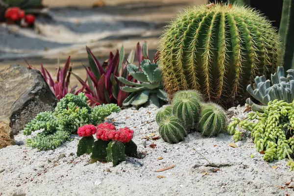 Güneşle sırılsıklam olmuş bir çöl bahçesi, renkli suların ve çiçek açan bitkilerin yanında görkemli bir kaktüs sergiliyor, dingin ve büyüleyici bir manzara yaratıyor..