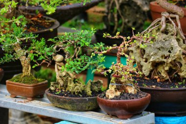 Titizlikle hazırlanmış bonsai ağaçlarının büyüleyici bir görüntüsü, canlı yeşil yaprakları, kırsal kahverengi tencereler ve yıpranmış taşlarla güzel bir tezat oluşturuyor, sakin ve sanatsal bir sahne yaratıyor..