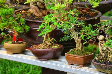 Huzurlu bir manzara, birkaç bonsai ağacının kırsal kahverengi kaplarda serpilmesiyle yemyeşil yaprakları barışçıl ve doğal bir ortam yaratıyor. Karmaşık detaylar sanatın önemini vurguluyor.