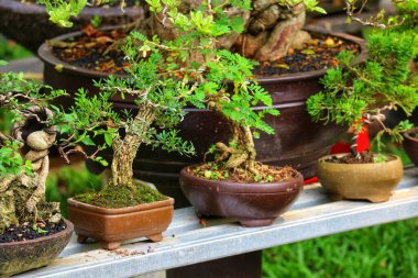 Karmaşık ayrıntılarını ve huzur dolu güzelliklerini sergileyen, topraksı kahverengi saksılarda bonsai ağaçlarının barışçıl bir düzenlemesi. Bereketli yeşil yapraklar, zengin kahverengilerle güzel bir tezat oluşturuyor. Huzurlu ve rahatlatıcı bir atmosfer yaratıyor..