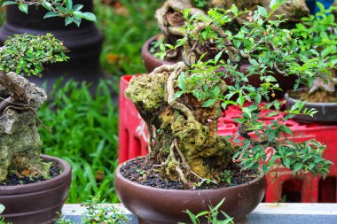 Karmaşık bonsai ağacı, yosunlu kayaların arasında kökleri sallanarak sakin ve büyüleyici bir sahne yaratarak kırsal bir çömlekte gelişir..