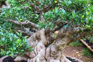Büyüleyici bir bonsai ağacı. Canlı yeşil yaprakları ve kalın, buruşuk gövdesi var. Karmaşık dalları huzurlu ve huzurlu bir atmosfer yaratarak bonsai sanatını sergiliyor..