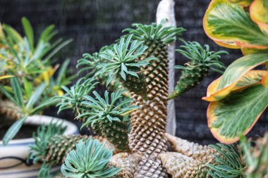 Karmaşık, ananas gibi sulu olanlar dikkat çeker, parlak yeşil renkleri koyu bir arkaplanda güzel bir tezat oluşturur. Sahne, bu büyüleyici bitkilerin eşsiz dokularını ve biçimlerini gözler önüne seriyor..